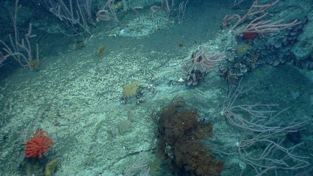 Deep sea coral. Picture