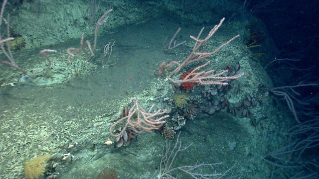 Deep sea coral. Picture