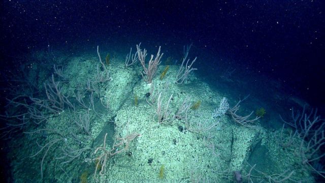 Deep sea coral. Picture