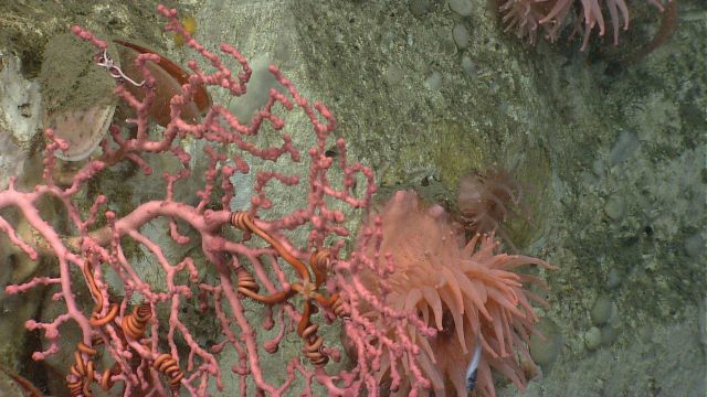 Deep sea coral. Picture
