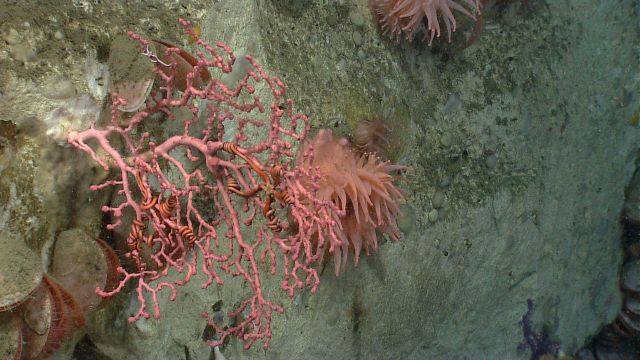 Deep sea coral. Picture