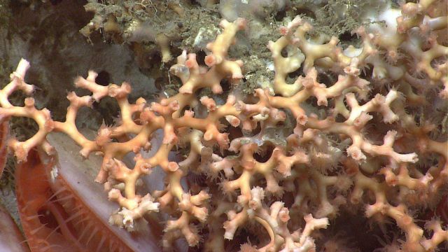 Deep sea coral Picture