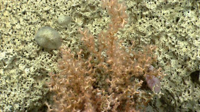 Deep sea coral Picture