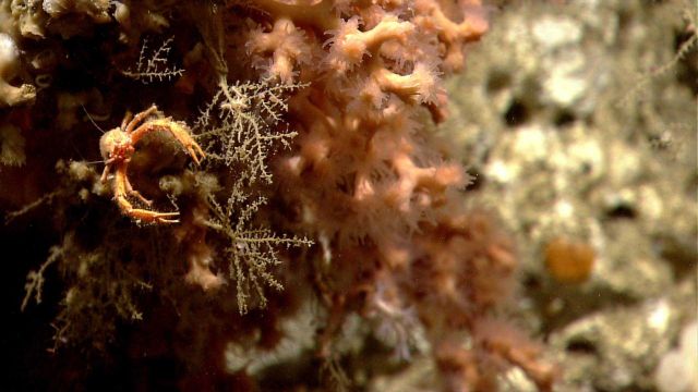 Deep sea coral Picture