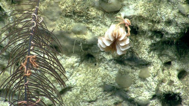 Deep sea coral Picture
