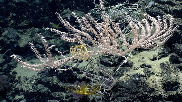 Deep sea coral Picture