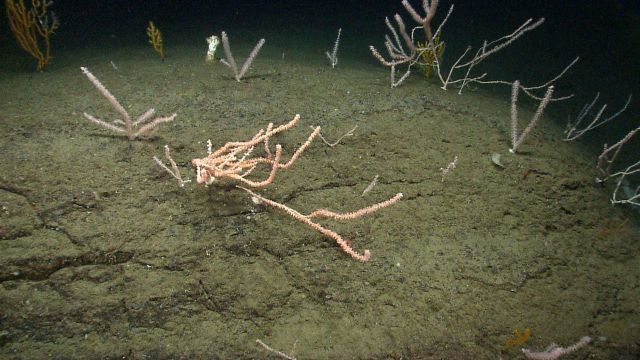 Deep sea coral Picture