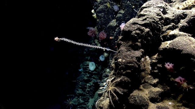 Deep sea coral Picture