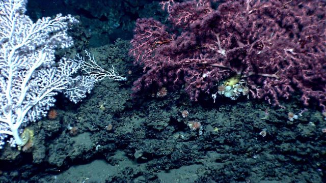 Deep sea coral Picture