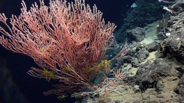 Deep sea coral Picture