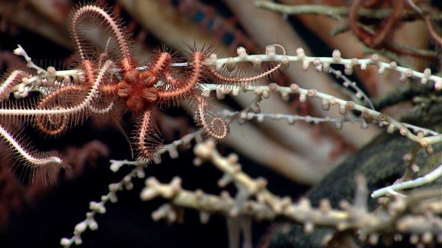 Deep sea coral Picture