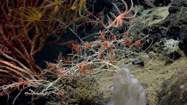 Deep sea coral Picture