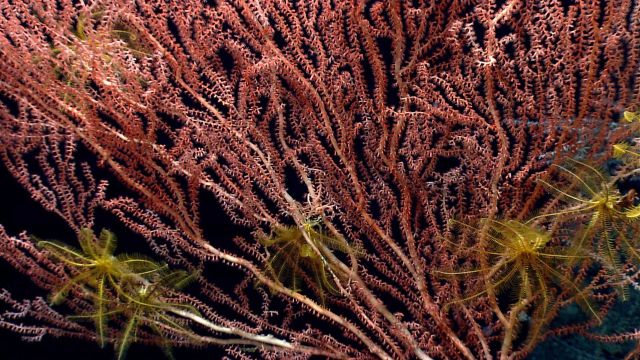 Deep sea coral Picture