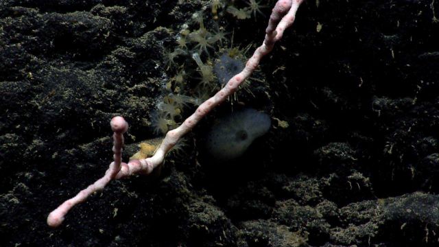 Deep sea coral Picture