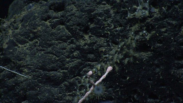 Deep sea coral Picture