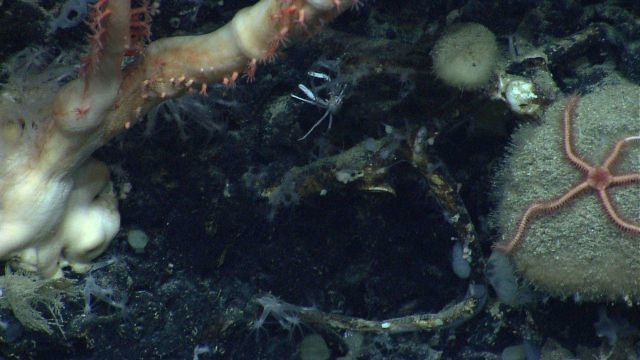 Deep sea coral Picture