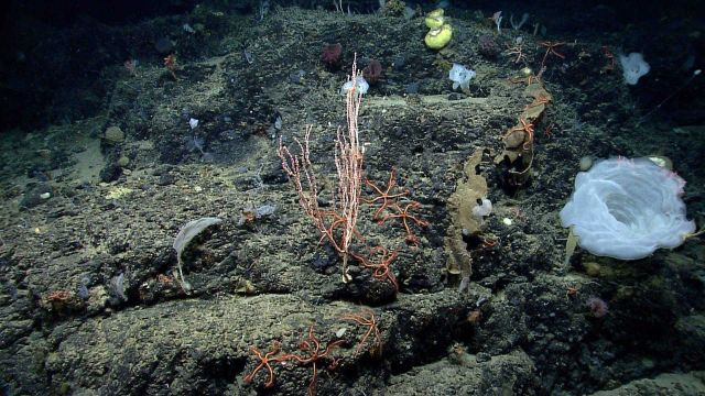 Deep sea coral Picture