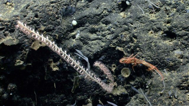 Deep sea coral Picture