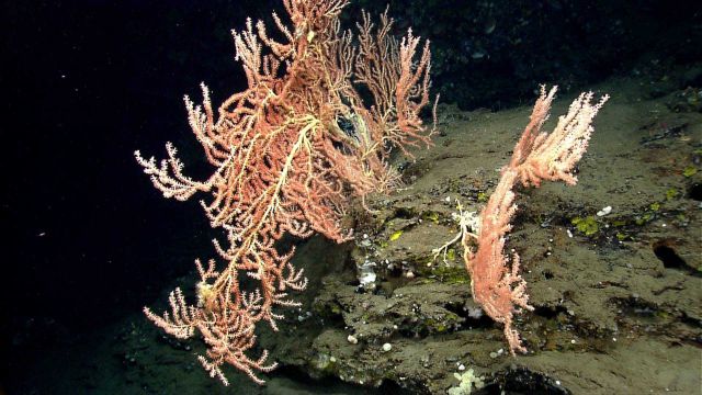 Deep sea coral Picture