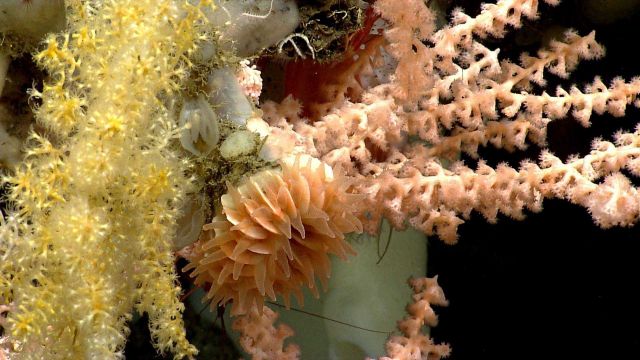 Deep sea coral Picture