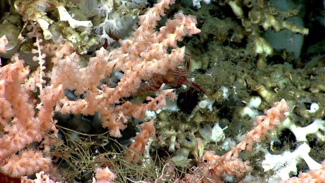 Deep sea coral Picture