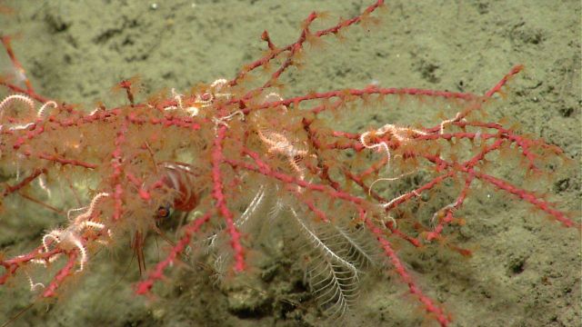 Deep sea coral Picture