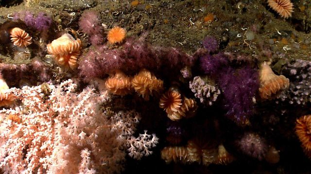 Deep sea coral. Picture