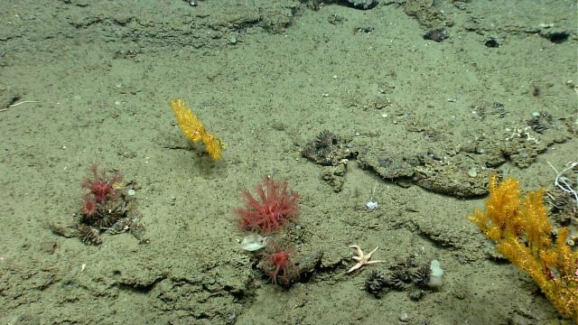 Deep sea coral. Picture