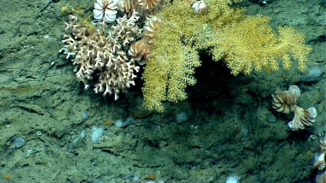 Deep sea coral. Picture