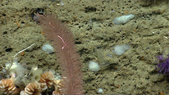 Deep sea coral. Picture