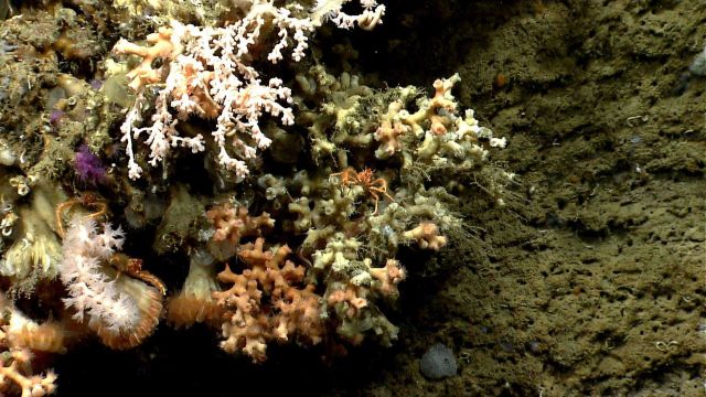 Deep sea coral. Picture