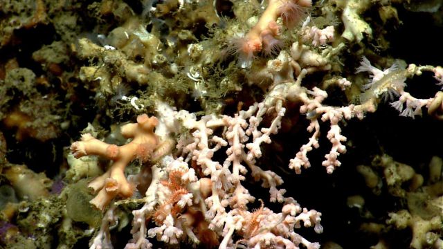 Deep sea coral. Picture