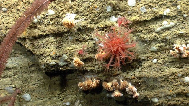 Deep sea coral. Picture