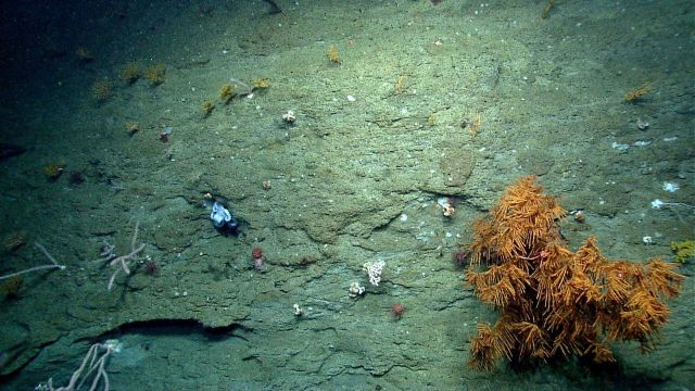 Deep sea coral. Picture