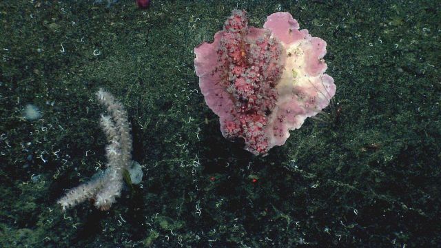 A small Paragorgia sp Picture