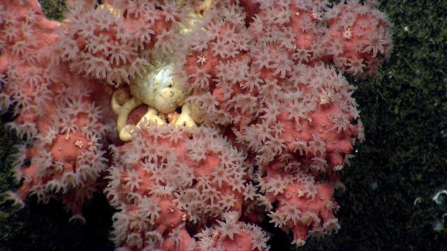 A very robust Paragorgia sp Picture