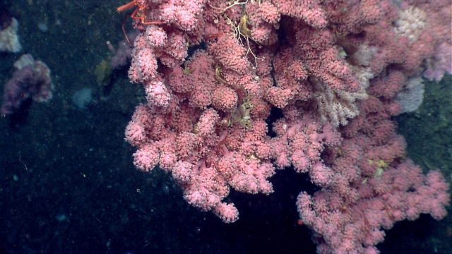 A very robust form of Paragorgia sp Picture