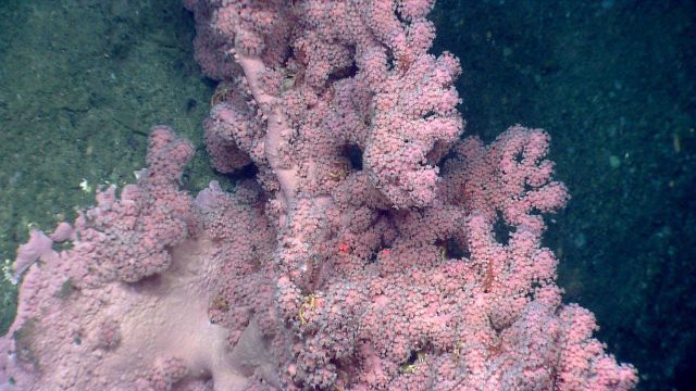 A very robust Paragorgia sp Picture