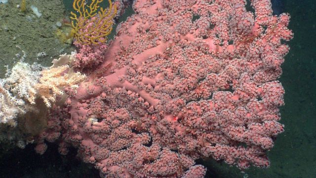 A robust Paragorgia sp Picture