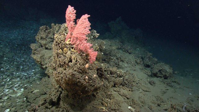 A Paragorgia sp Picture