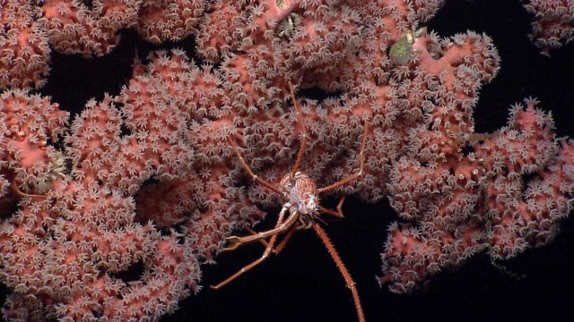 Coral polyps on a Paragorgia sp Picture