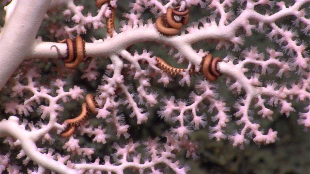 Close-up of brittle stars on whitish-purple Paragorgia sp Picture