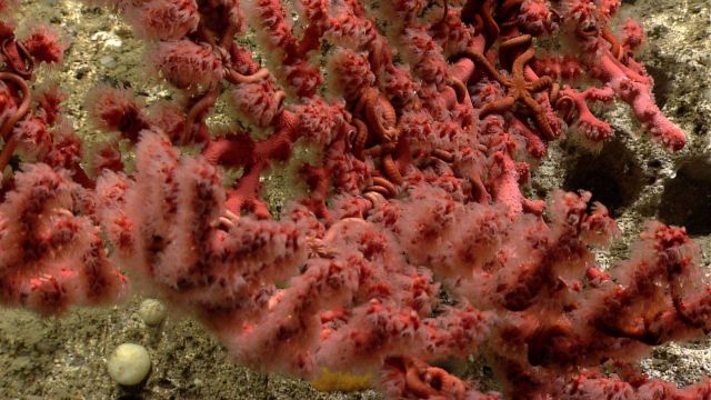 Paragorgia sp Picture