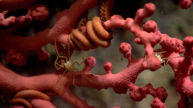 Paragorgia sp Picture