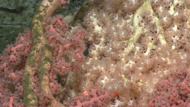 Paragorgia sp Picture