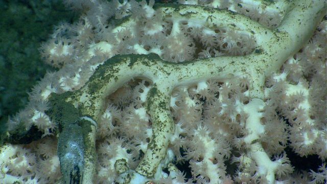Paragorgia sp Picture