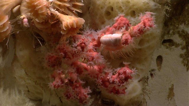 A small paragorgia coral with polyps extended and large cup corals Picture