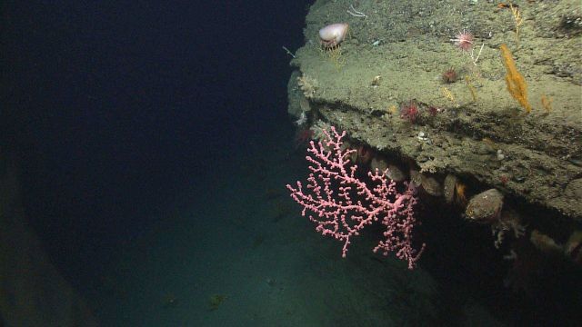 A small paragorgia coral with polyps retracted extending horizontally outward from a ledge Picture