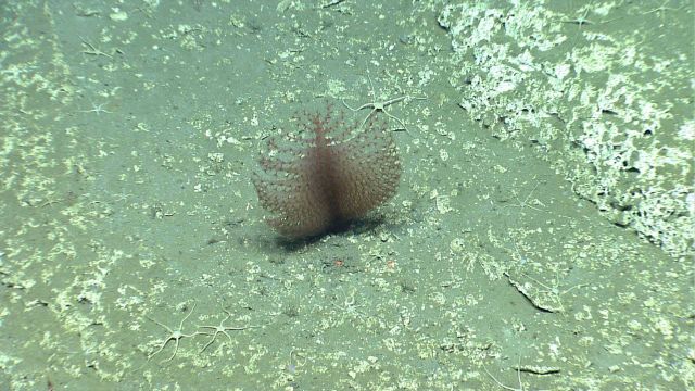 Deep sea coral. Picture