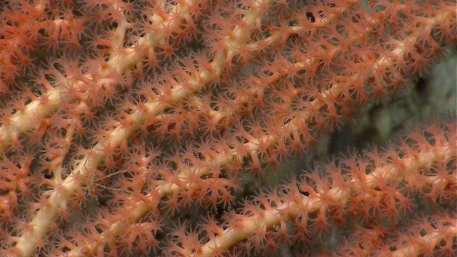 Deep sea coral. Picture